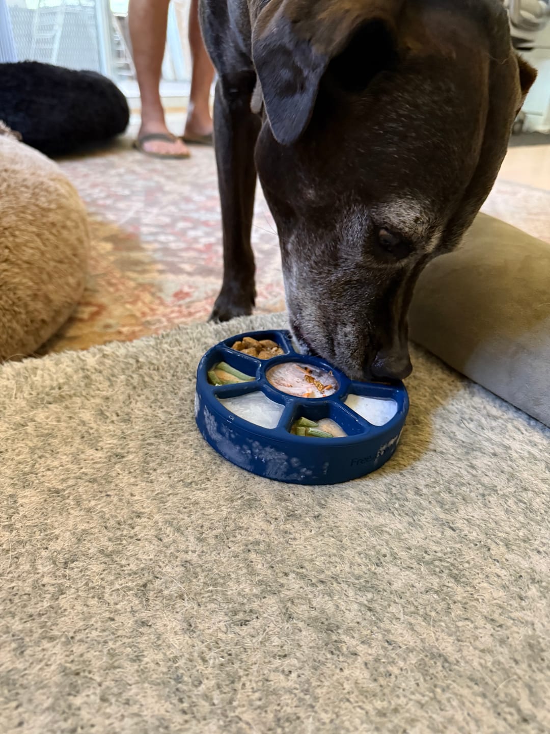 Customer photo review of FreezWheel - Durable Interactive Chew