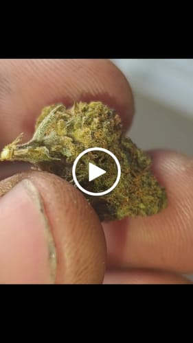 Kundenbewertung mit Video zu Super Silver Haze Popcorn