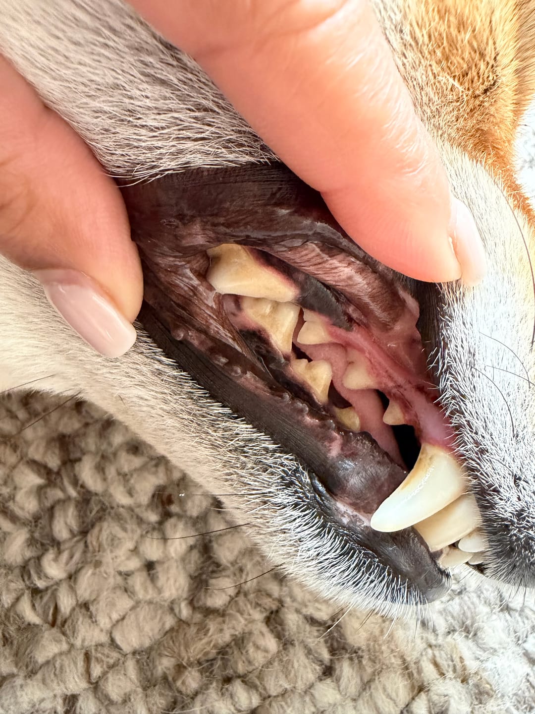 Customer photo review of Probiotic Dental Care Spray for Pets – 100ml