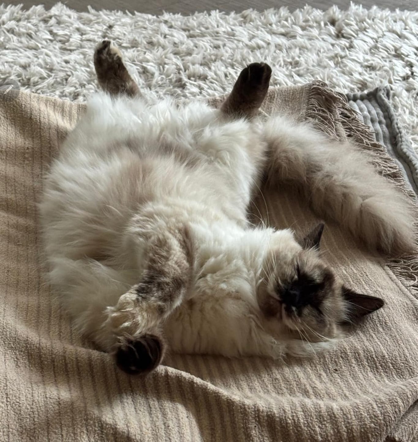 Customer photo review of Wurmtest Pro Katze