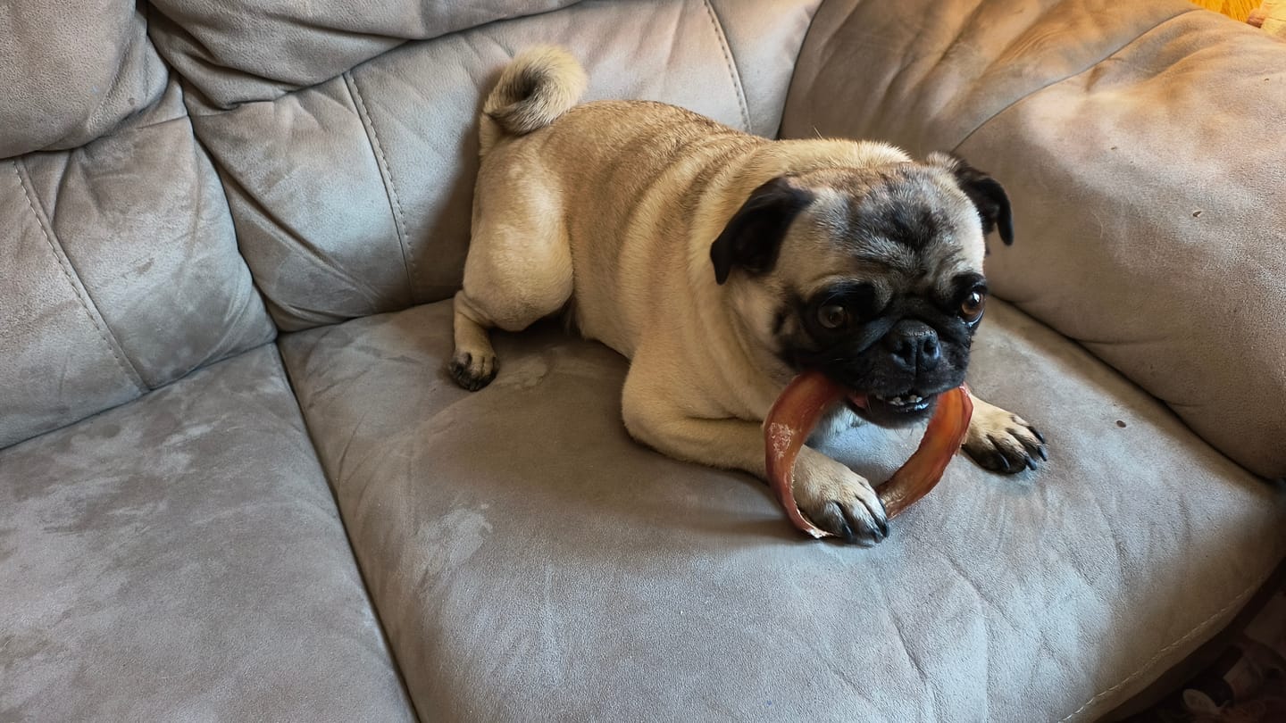 Customer photo review of Large Bully Stick Ring