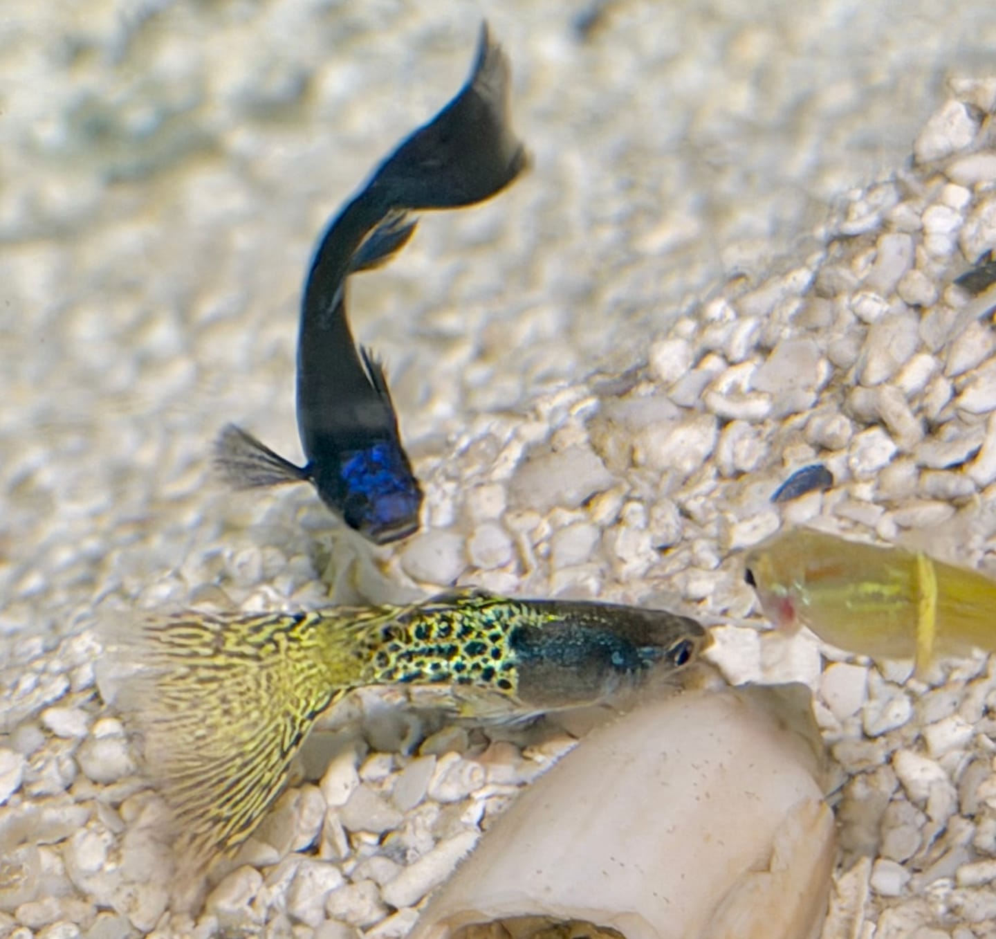 Customer photo review of Blue Tanzanite Guppy Fish