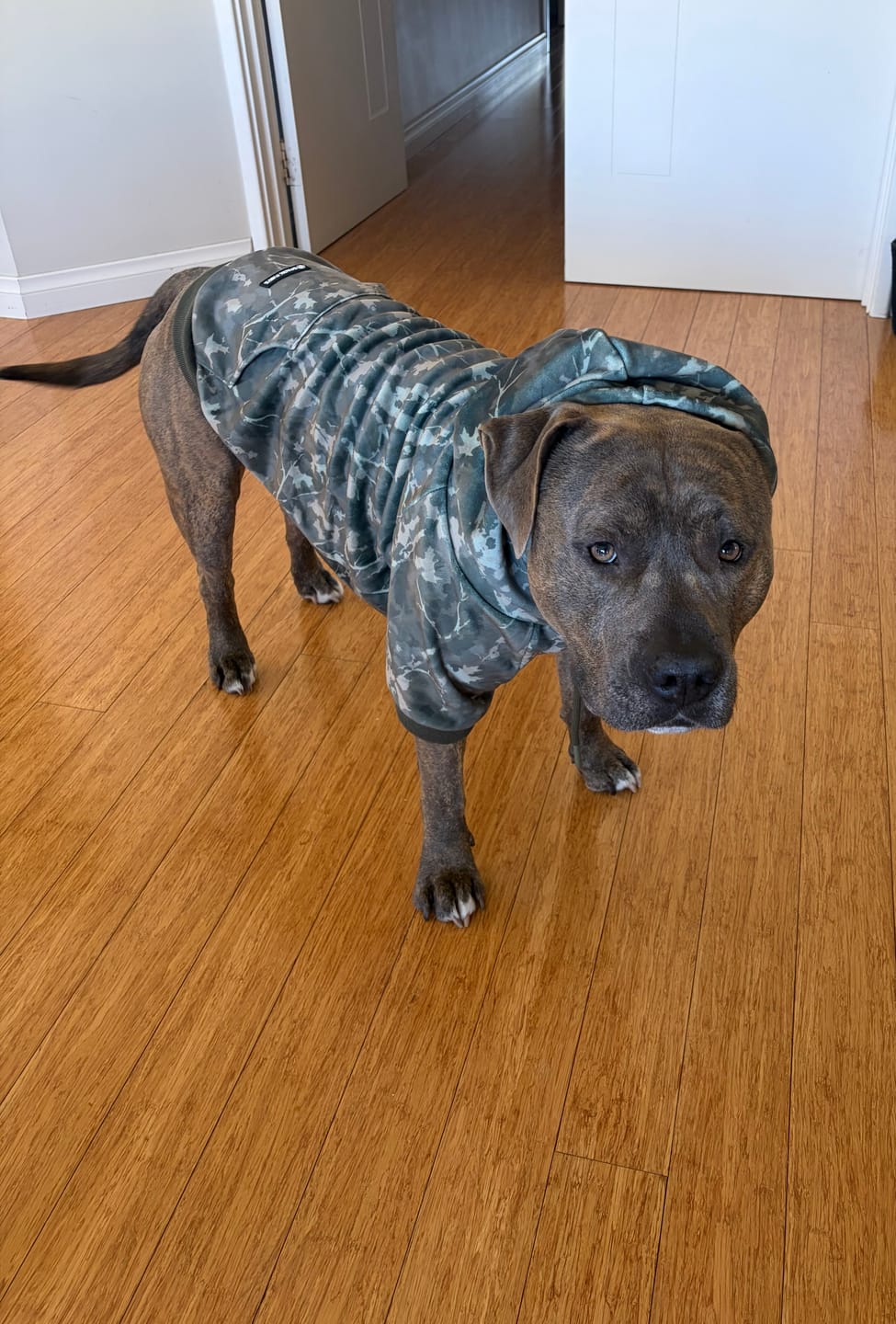 Customer photo review of Concrete Wood Dog Hoodie - Timber