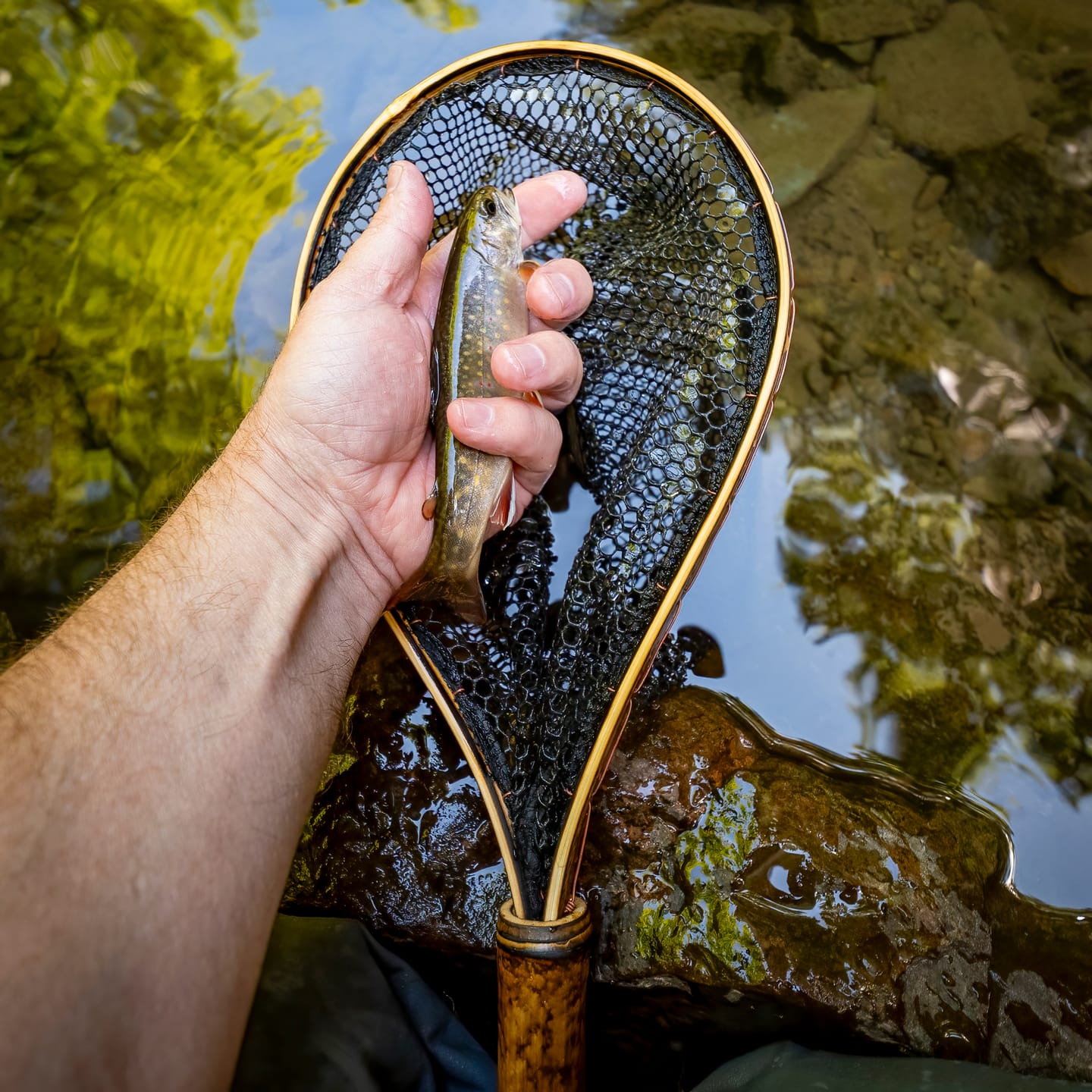 Customer photo review of The Speck