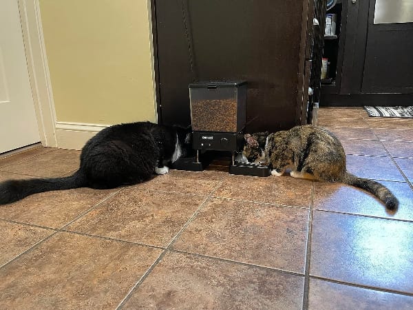 Customer photo review of Oneisall 5L Automatischer Katzenfütterer mit App-Steuerung für zwei Katzen