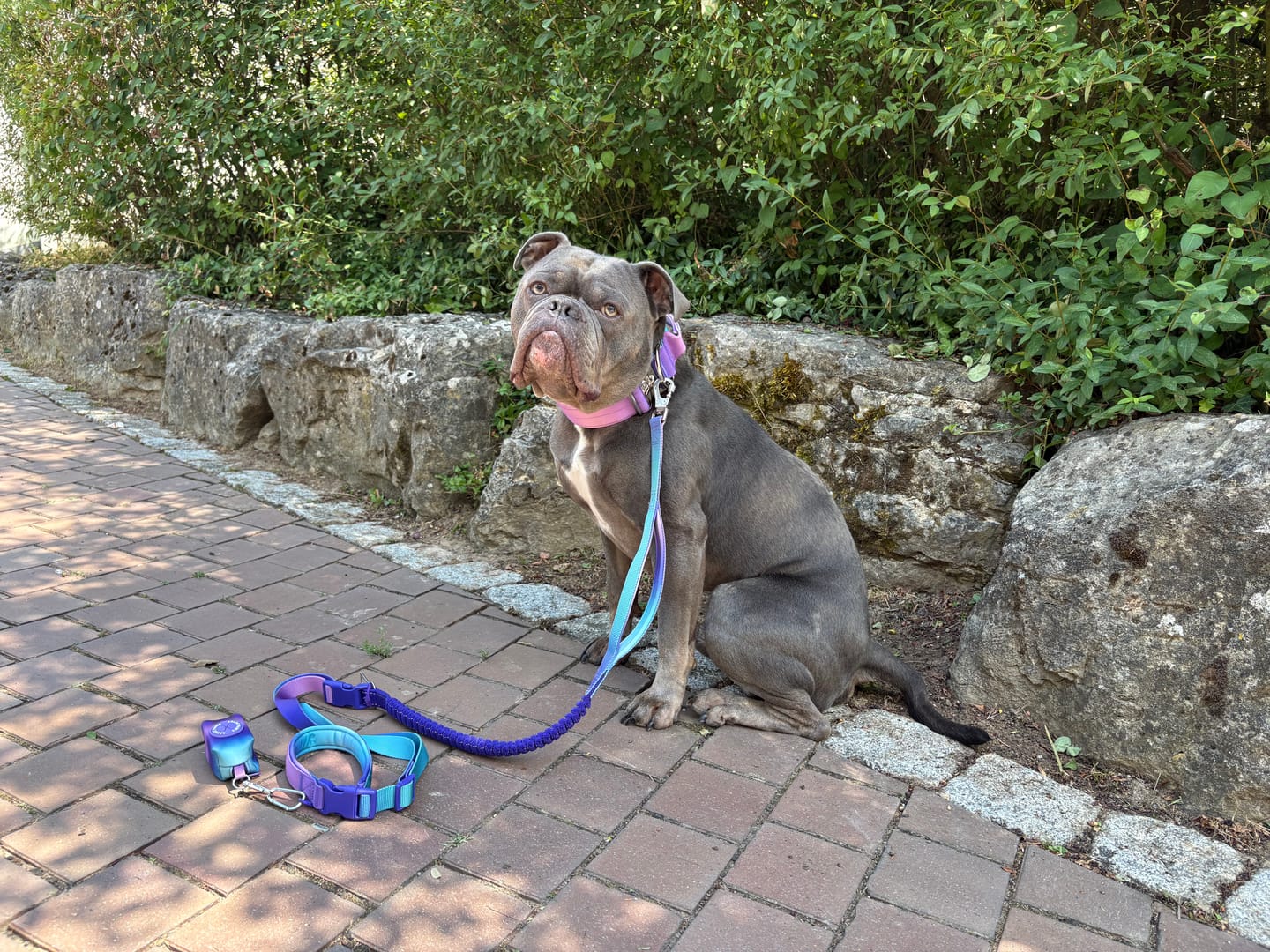Customer photo review of Multipurpose Seatbelt Handsfree Leash & Poop Bag Holder Set - 90s Retro