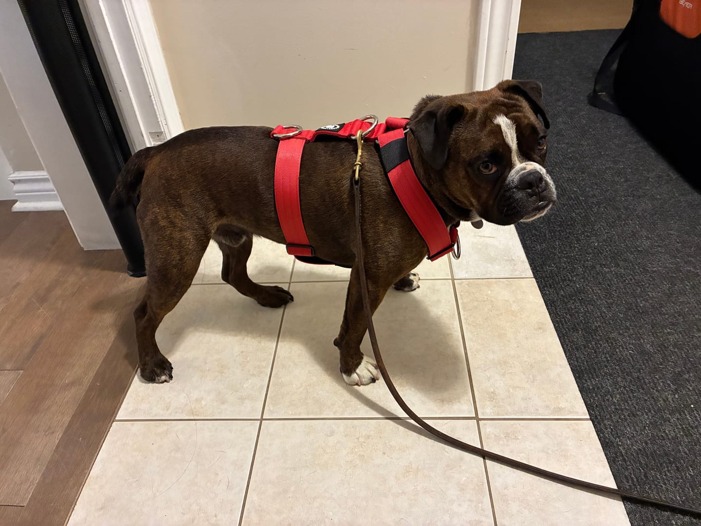 Customer photo review of Anti-Pull TRI-Harness® | Training Dog Harness for All Breeds - Red