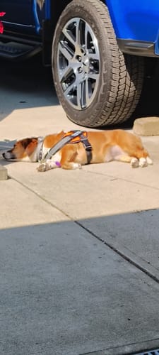 Reviewer's dog resting on a patio while wearing the orange Dogshood ™ No Pull Harness.