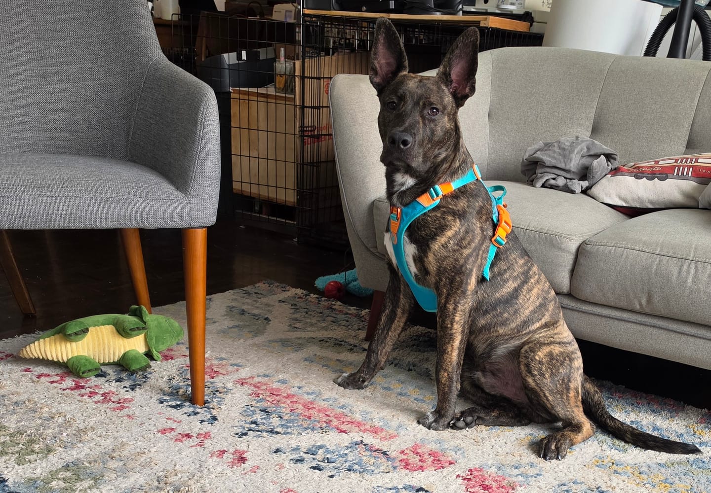 Customer photo review of Anti Pull Hurricane Harness Lighter | With Handle - Turquoise X Orange