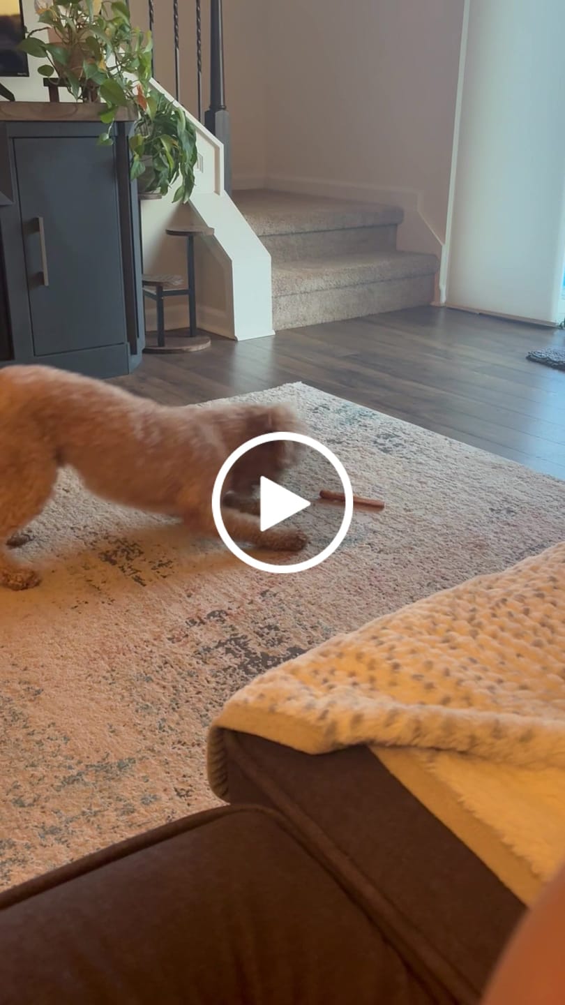 Customer video review of 6 Inch Jumbo Bully Stick