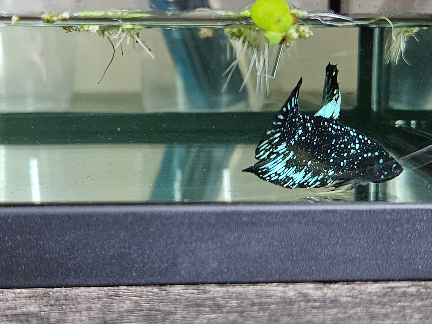 Customer photo review of Rare Avatar Betta Fish (Male)