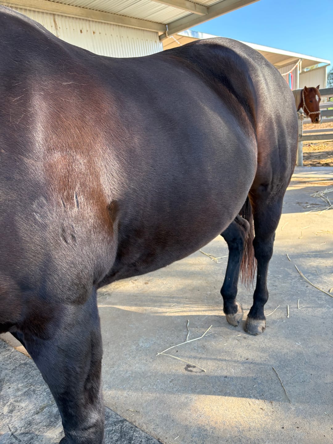 Customer photo review of HorseHalo™ 8 Heads Red Light Massage Gun