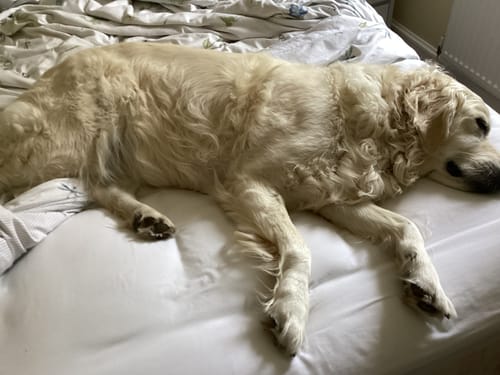 Customer photo review of CloudTopper™ Luxury Thick Mattress Topper
