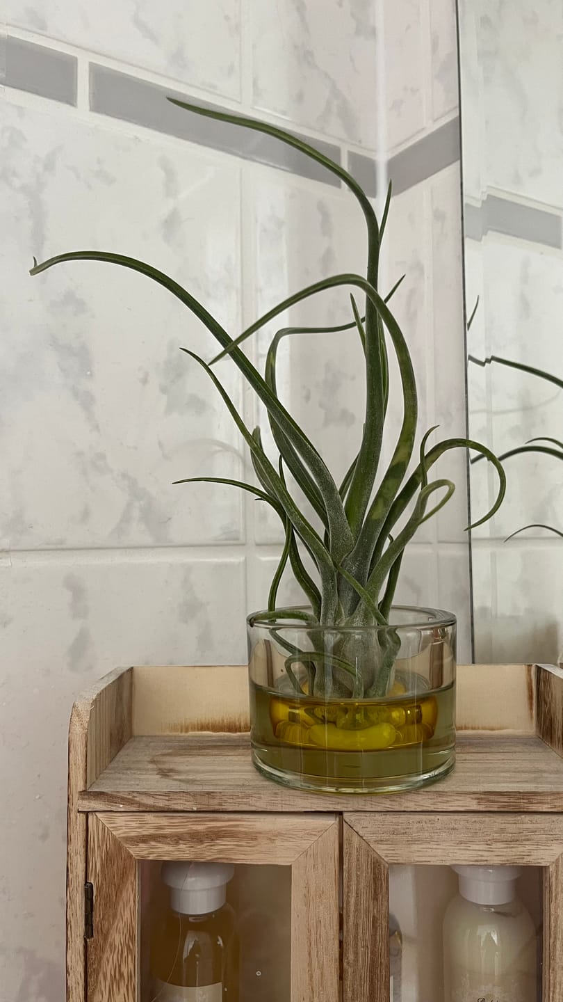 Customer photo review of Tillandsia caput medusae