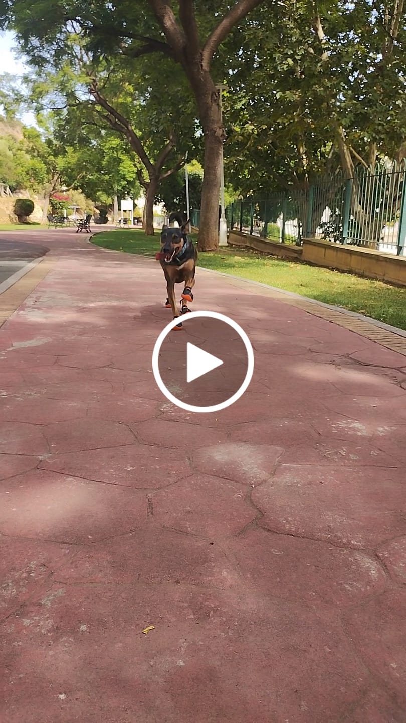 Customer video review of Spark Paws 365 -  The All-Season Dog Shoes - Black Orange
