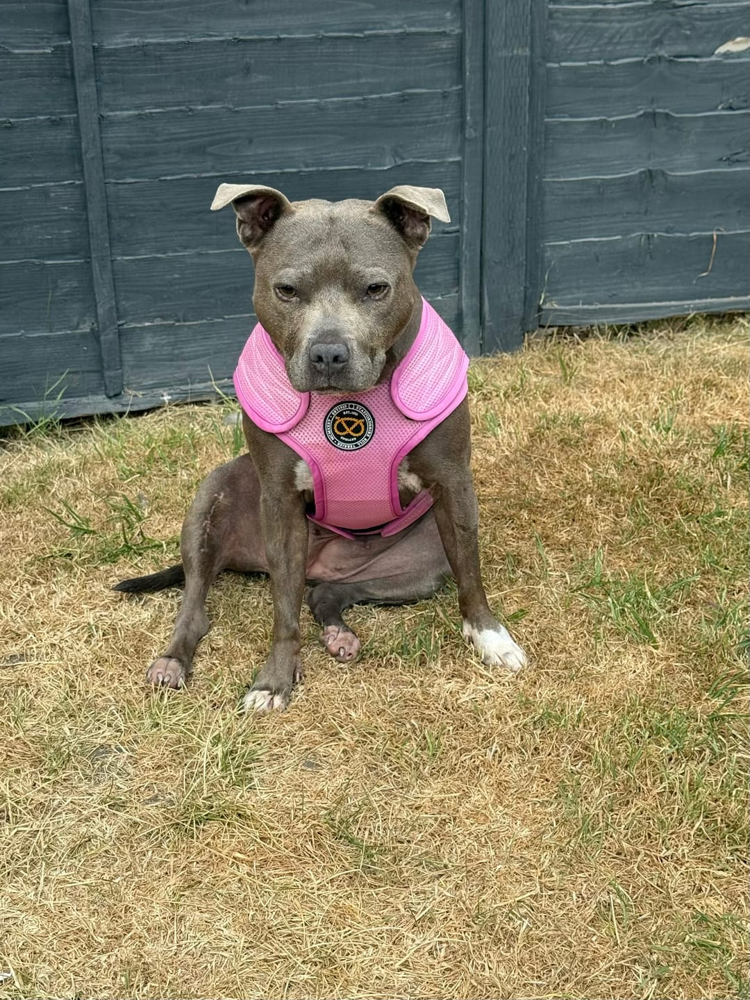 Customer photo review of Staffordshire Bull Terrier 1935® Cooling Vest - Baby Pink