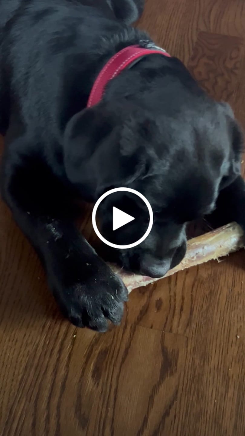 Customer video review of Medium Ostrich Cane (10" x 3"): The Long-Lasting, Flavor-Packed Chew for Medium & Large Dogs