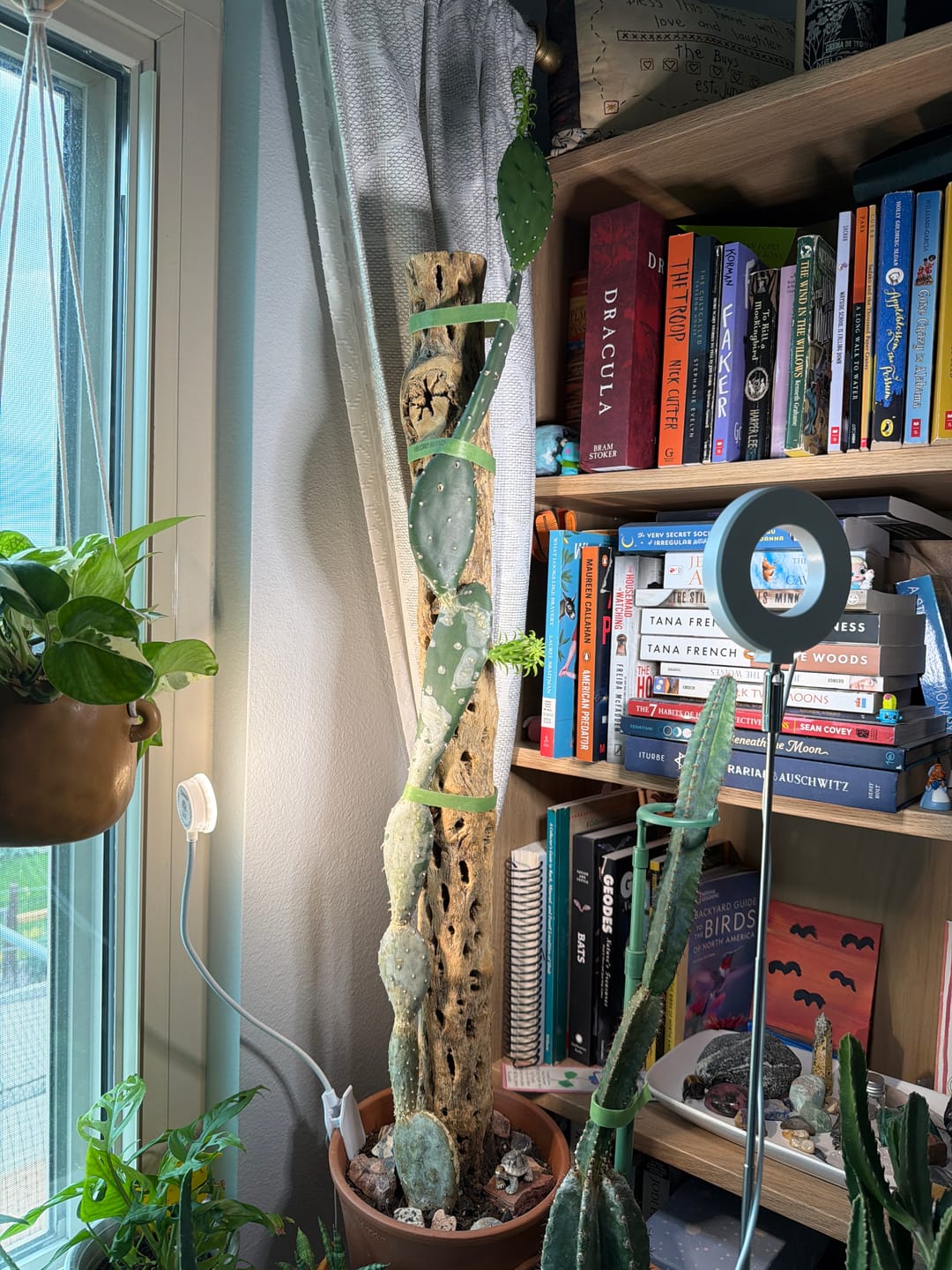 Customer photo review of Cholla Wood