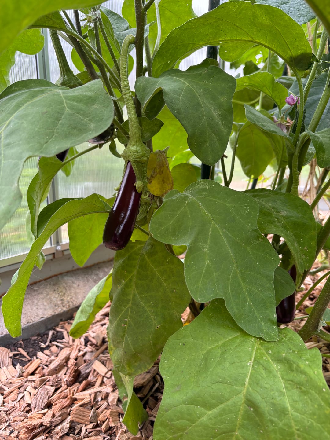 Customer photo review of Aubergine ‘De Barbentane’, Bio-Jungpflanze