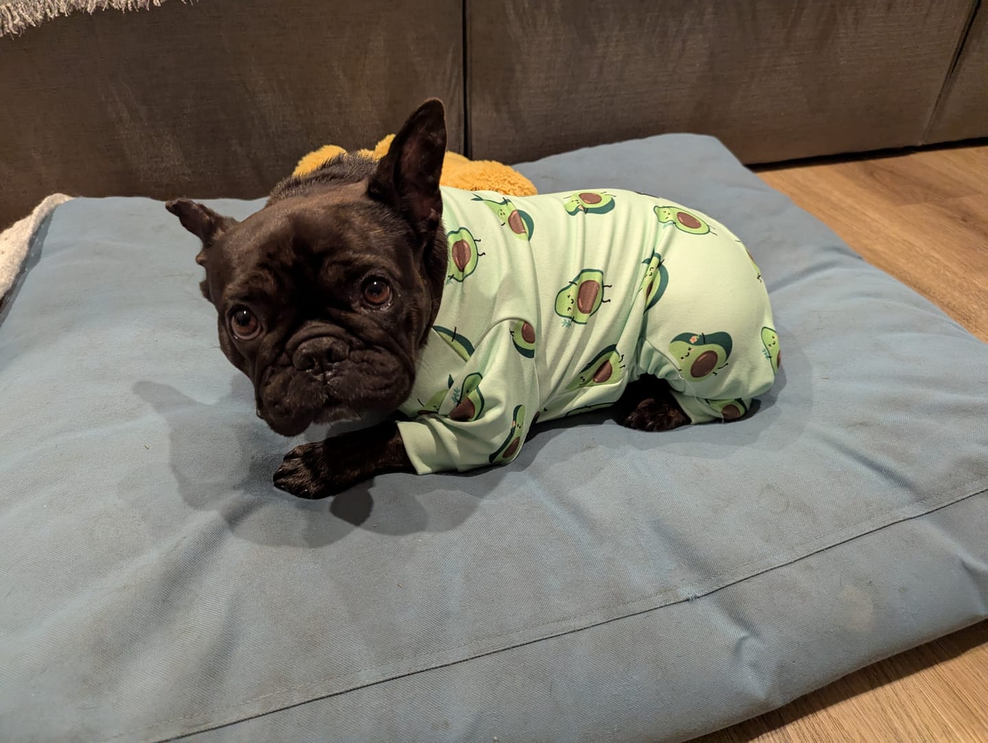 Customer photo review of Dog Pajama - Avocado