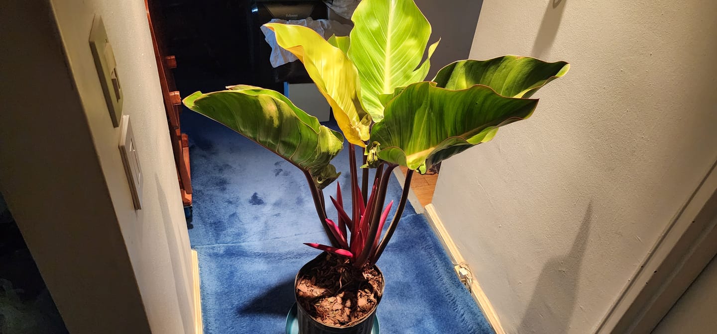 Customer photo review of Philodendron Red Congo, Tropical Forest Plant