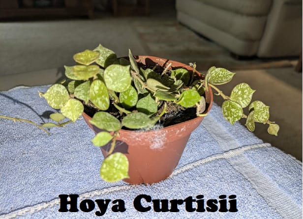 Customer photo review of Hoya curtisii