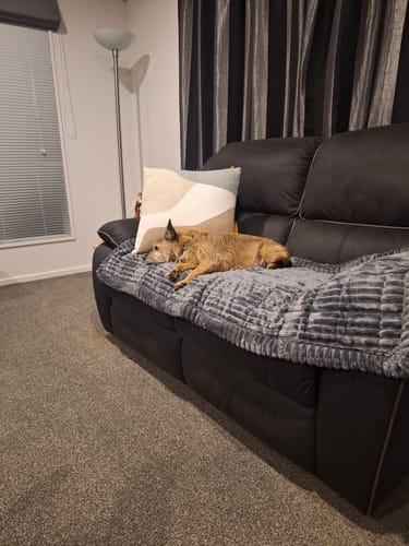 Customer photo review of Cosy Couch - Couch Cover