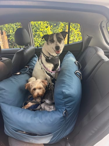 Customer's two dogs, one large and one small, sitting together in the blue XL Dog Dock V2 in a car's back seat.