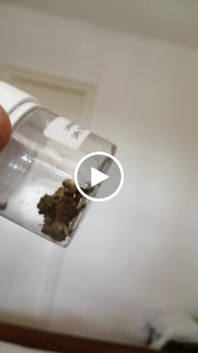 Customer video review of THC-A 34% Flower Lemonatti