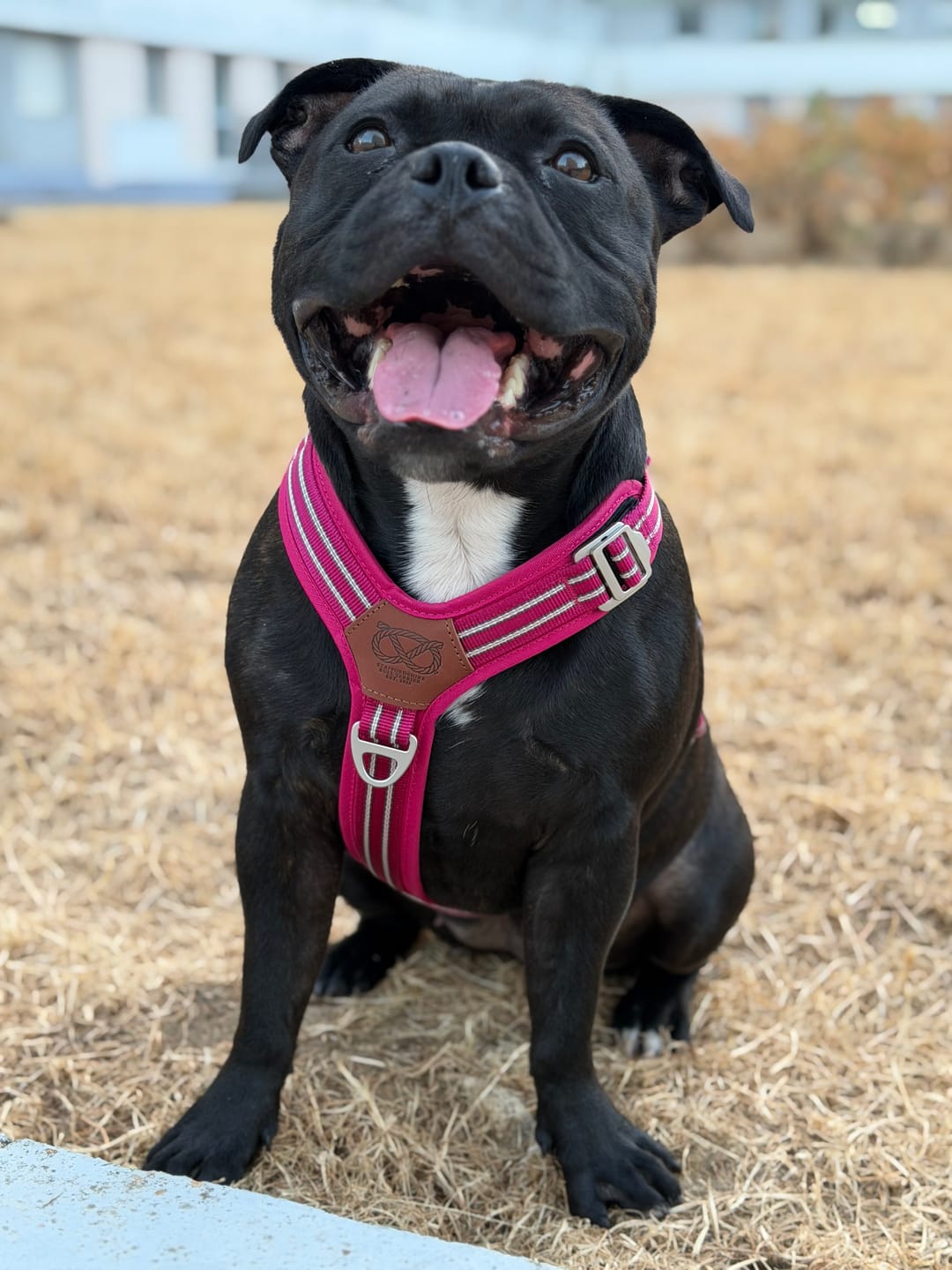 Customer photo review of Staffordshire Bull Terrier 1935® Harness & Leash Set - Fuchsia