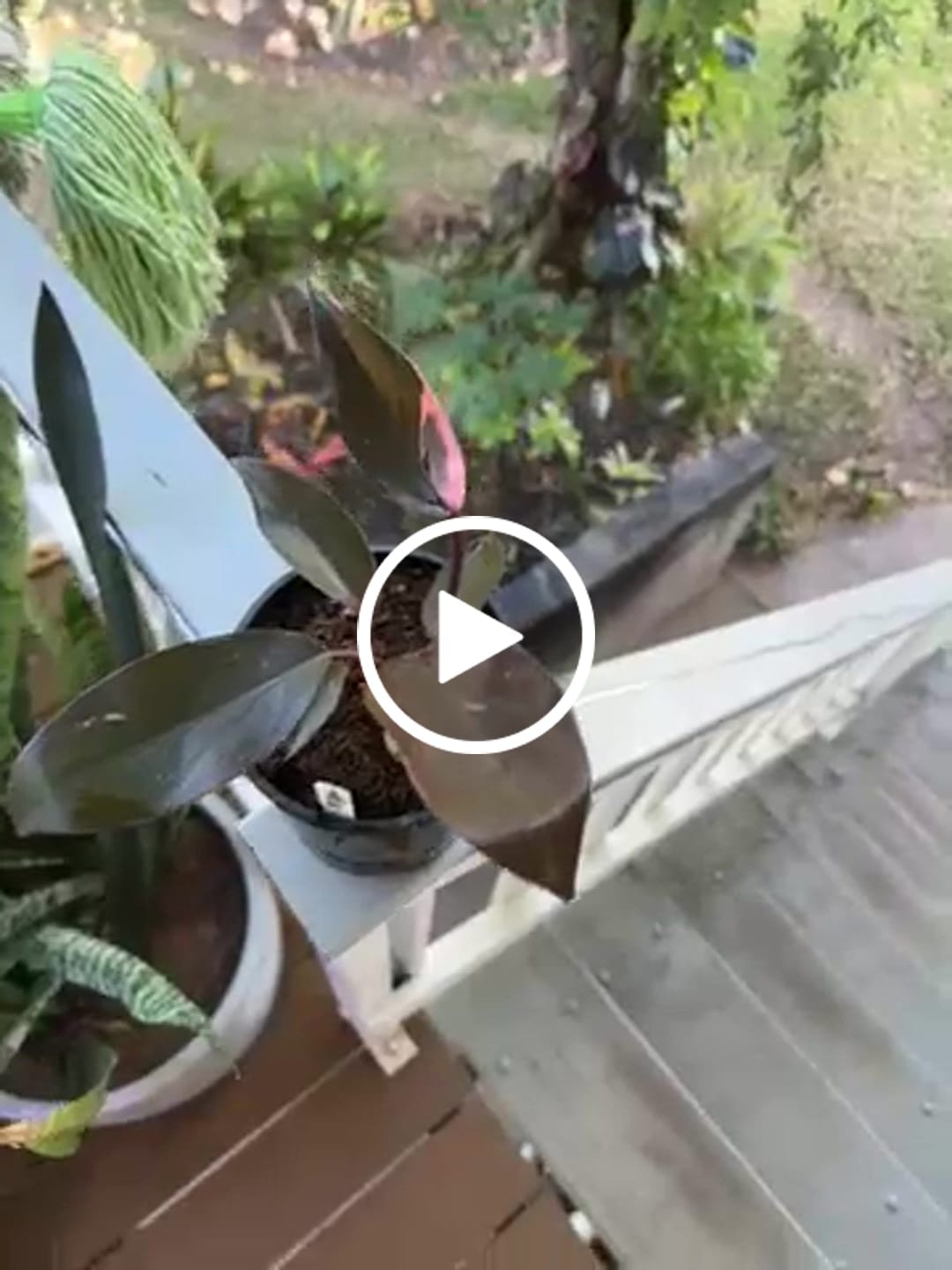 Customer video review of Pink Princess | Philodendron - Erubescens