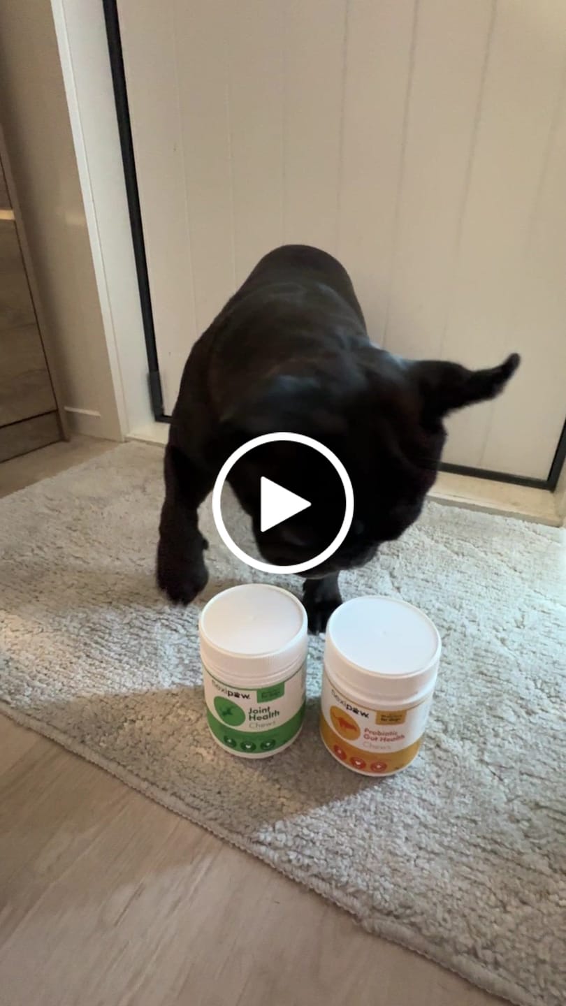 Customer video review of Mobility & Joint Health Chews Supplement for Dogs