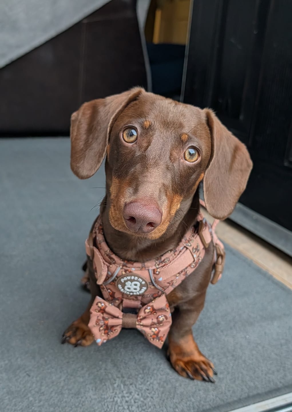 Customer photo review of Disney© Bow Tie - Slinky