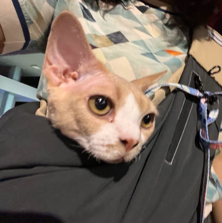 Customer photo review of Ergonomic Portable Hands-Free Pet Sling Carrier
