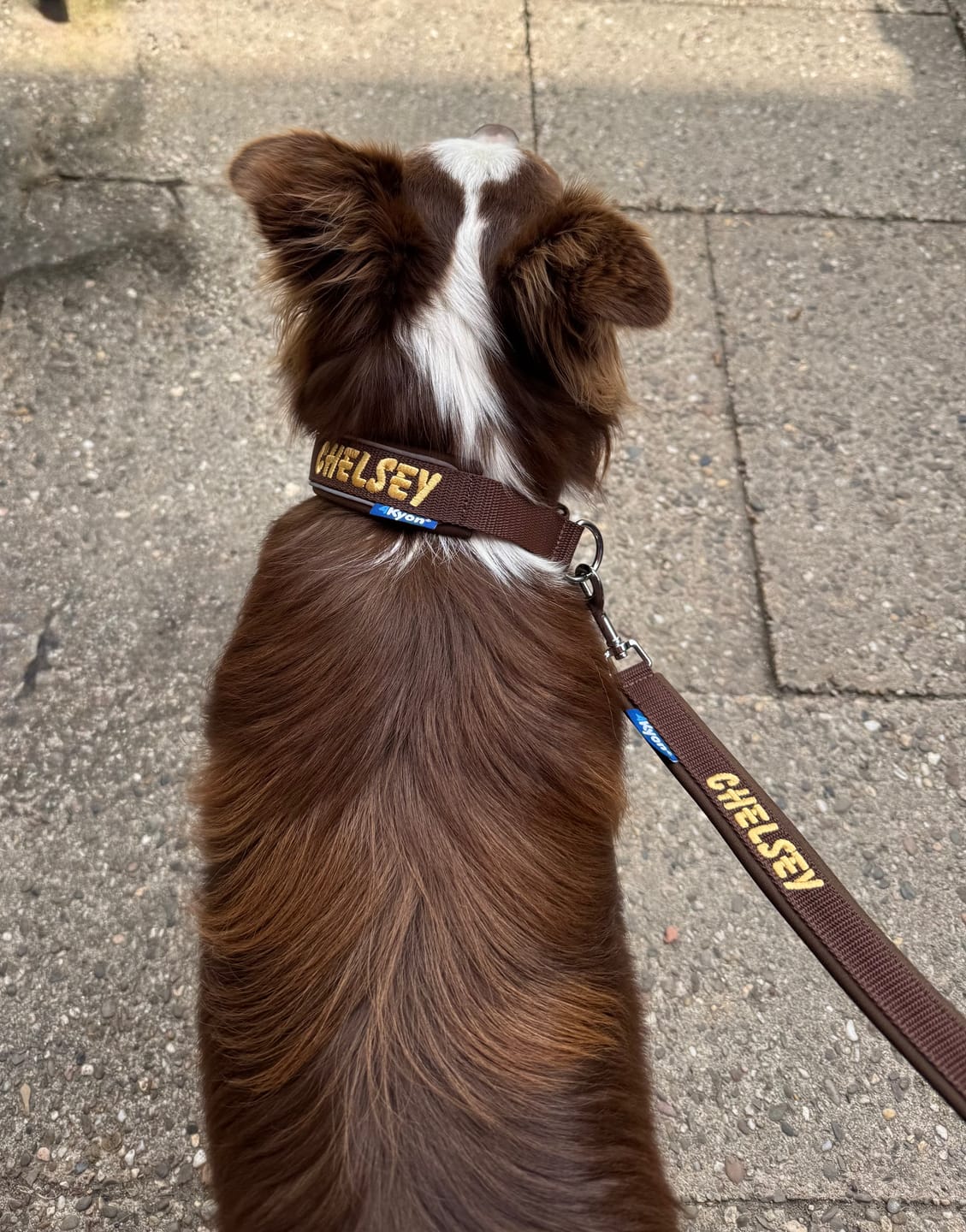 Customer photo review of Personalised Half Check Dog Collar with Name - Neoprene - M | 3.5 cm width