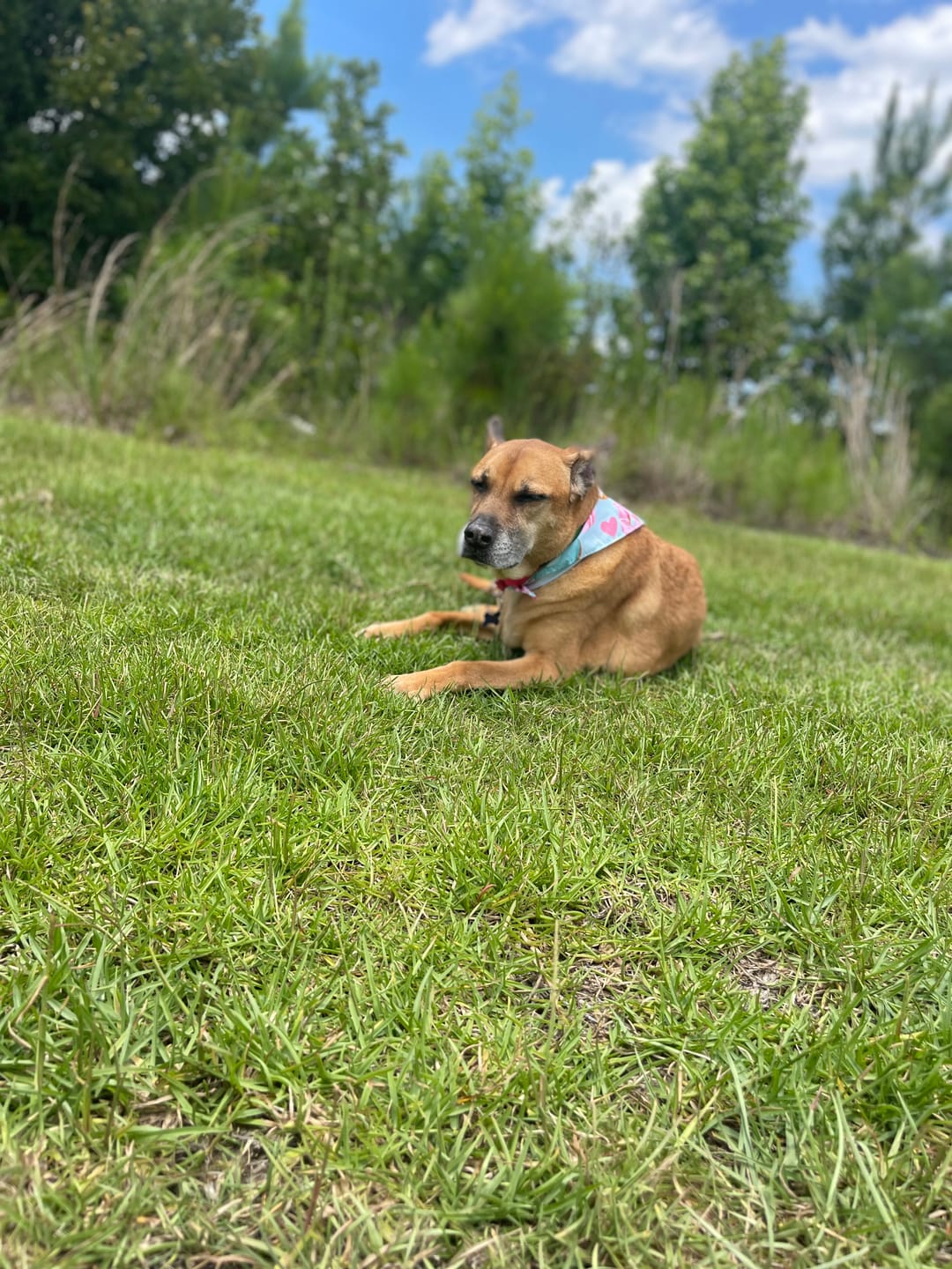Customer photo review of FurLife™ - 8 Months All Natural Flea and Tick Collar for Dogs