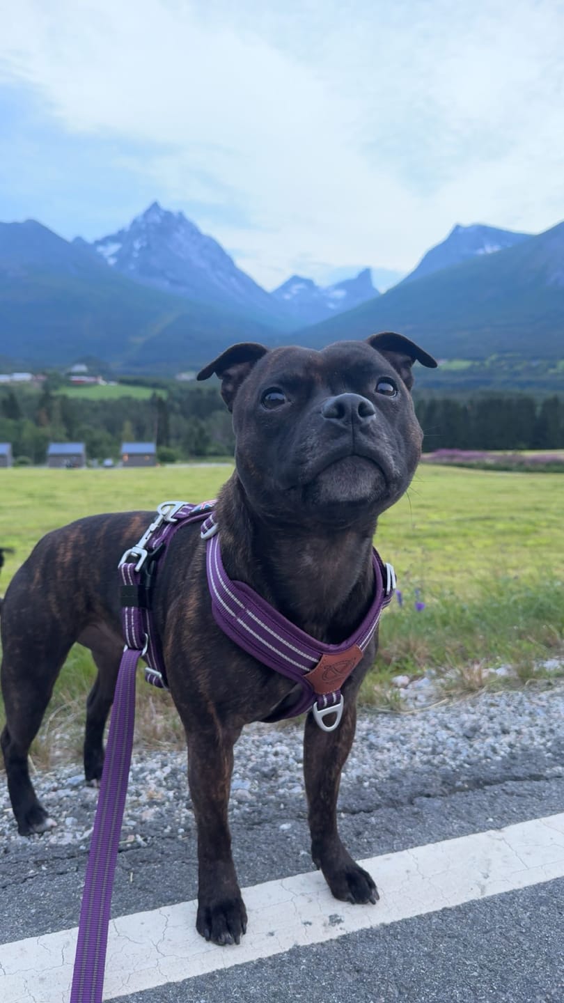 Customer photo review of Staffordshire Bull Terrier 1935® Harness & Leash Set - Purple