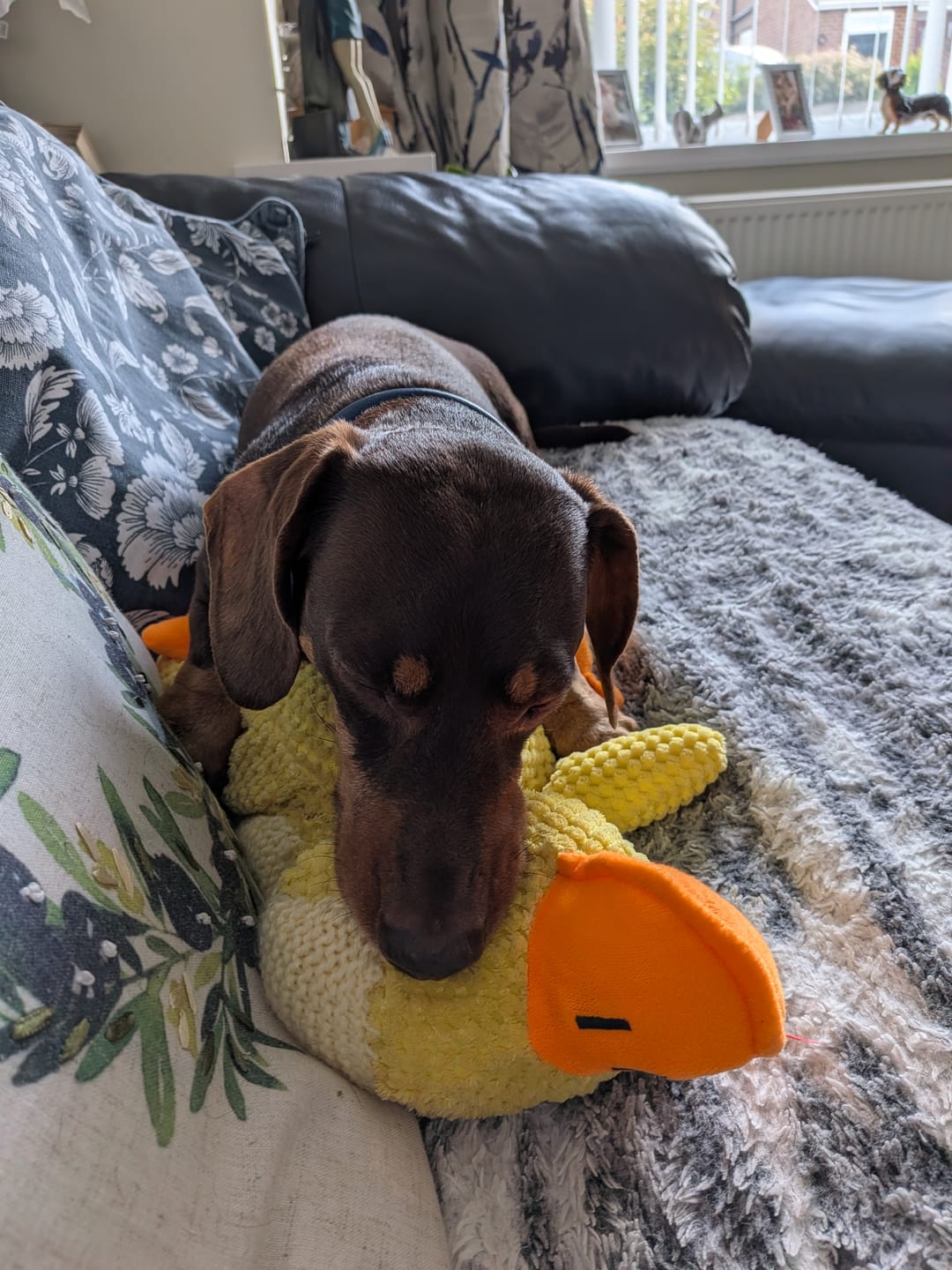 Customer photo review of Dog Duo Pack