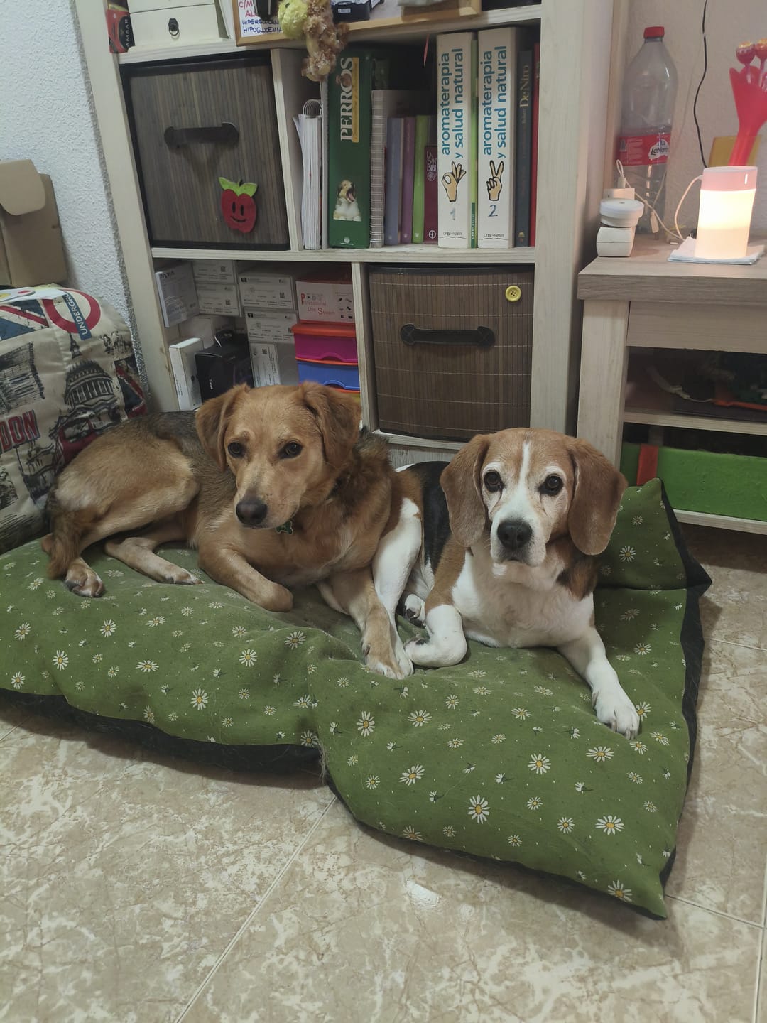 Customer photo review of Grain Free Light & Senior