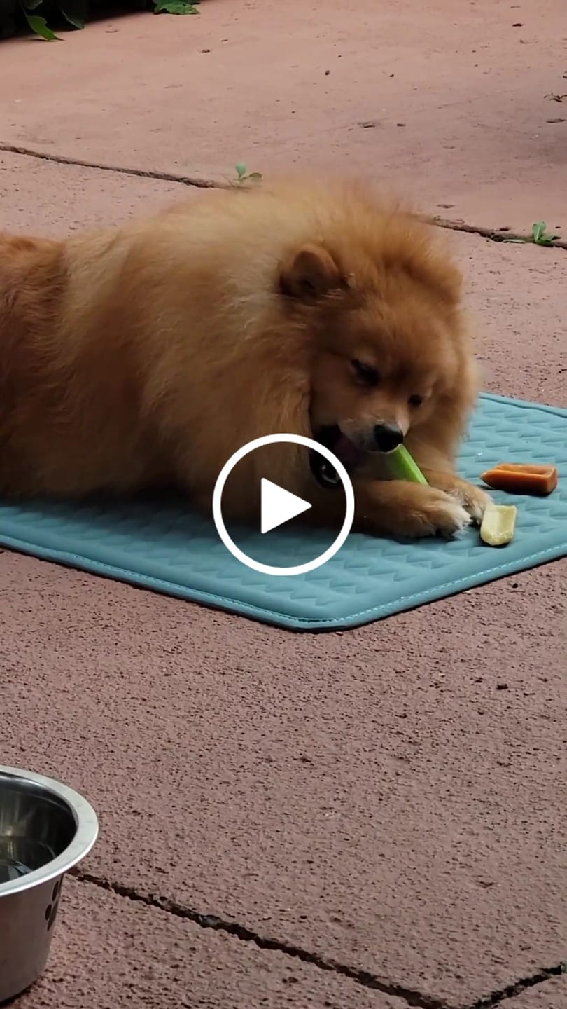 Customer video review of Pumpkin Yak Chew — Fiber-Rich, Supports Digestion Naturally