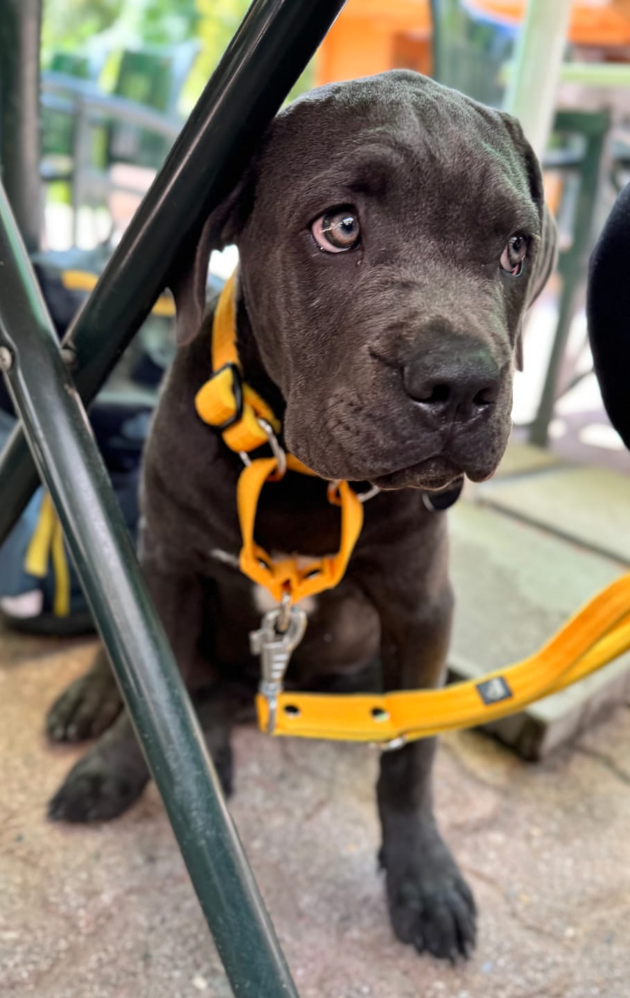 Customer photo review of Multi Guard Leash Gult - Multi-väktarkoppel