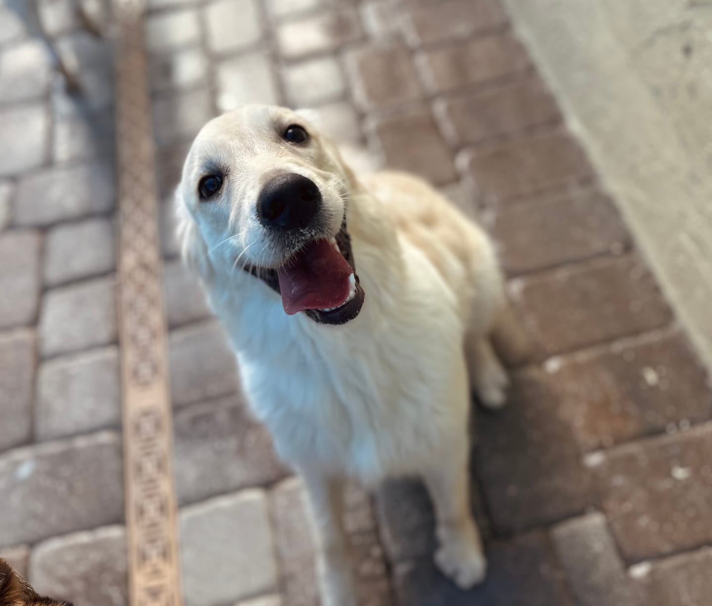 Customer photo review of White Golden Retrievers