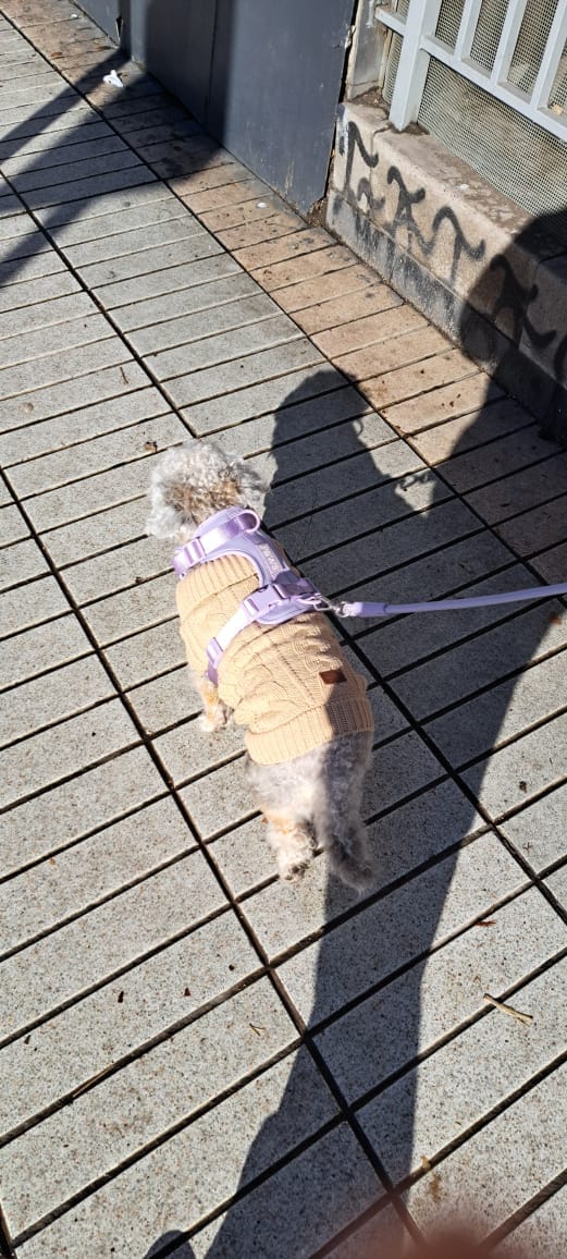 Customer photo review of Arnés Paws