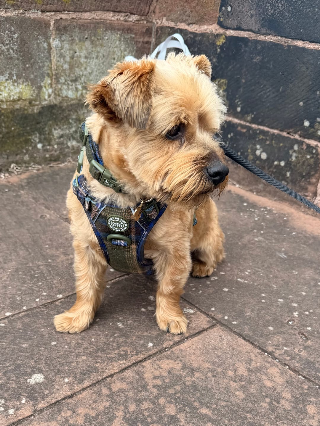 Customer photo review of Trail & Glow Tweed Dog Harness - Colour Drops - Mayfair Tweed