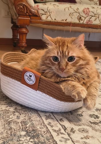 Customer photo review of Instinct Basket | Meet the first research-backed natural territory for indoor cats