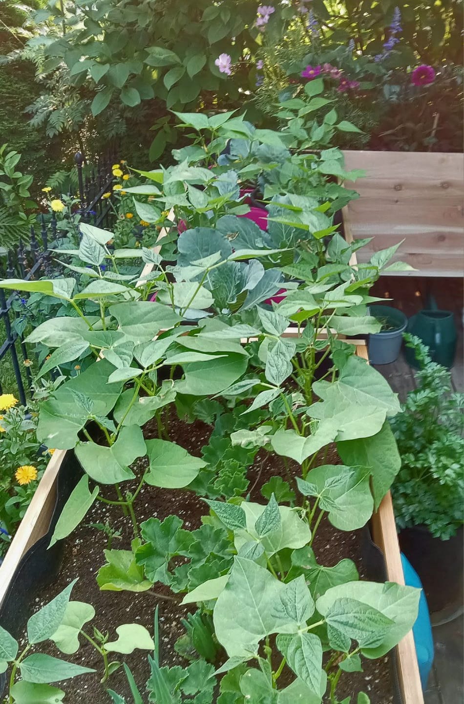 Customer photo review of 18" x 48" Raised Garden Bed - 30" TALL - Select Grade
