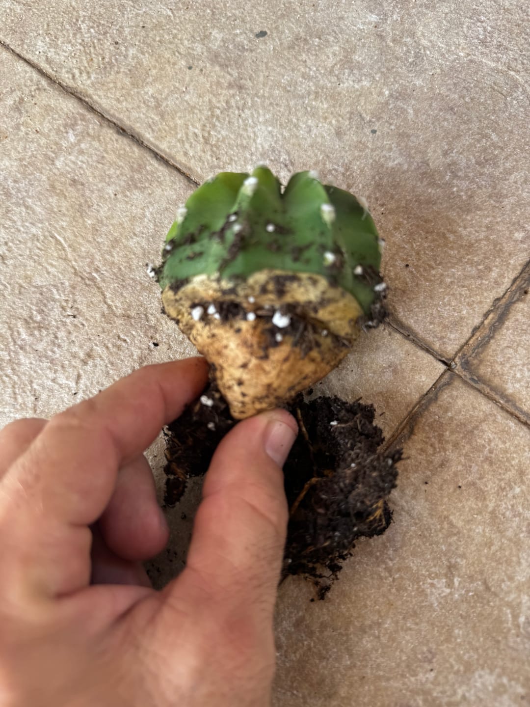 Customer photo review of Matucana madisoniorum (flor laranja)