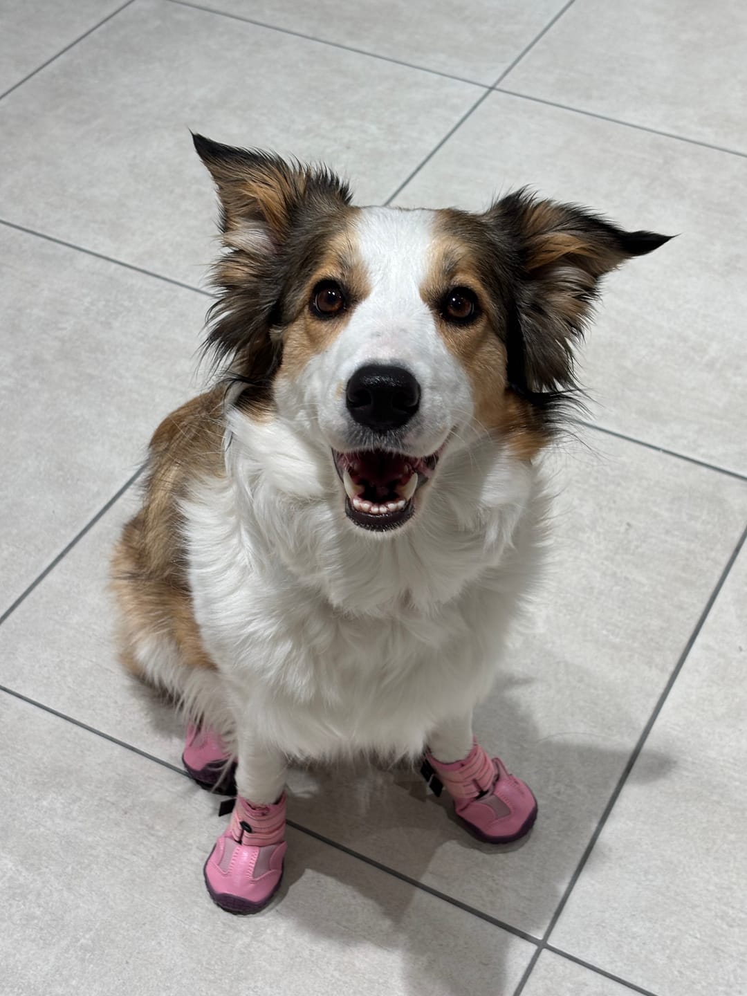 Customer photo review of Spark Paws 365 -  The All-Season Dog Shoes