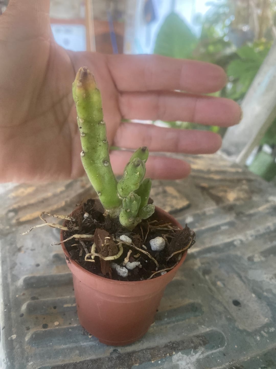 Customer photo review of Frerea indica x Caralluma europaea