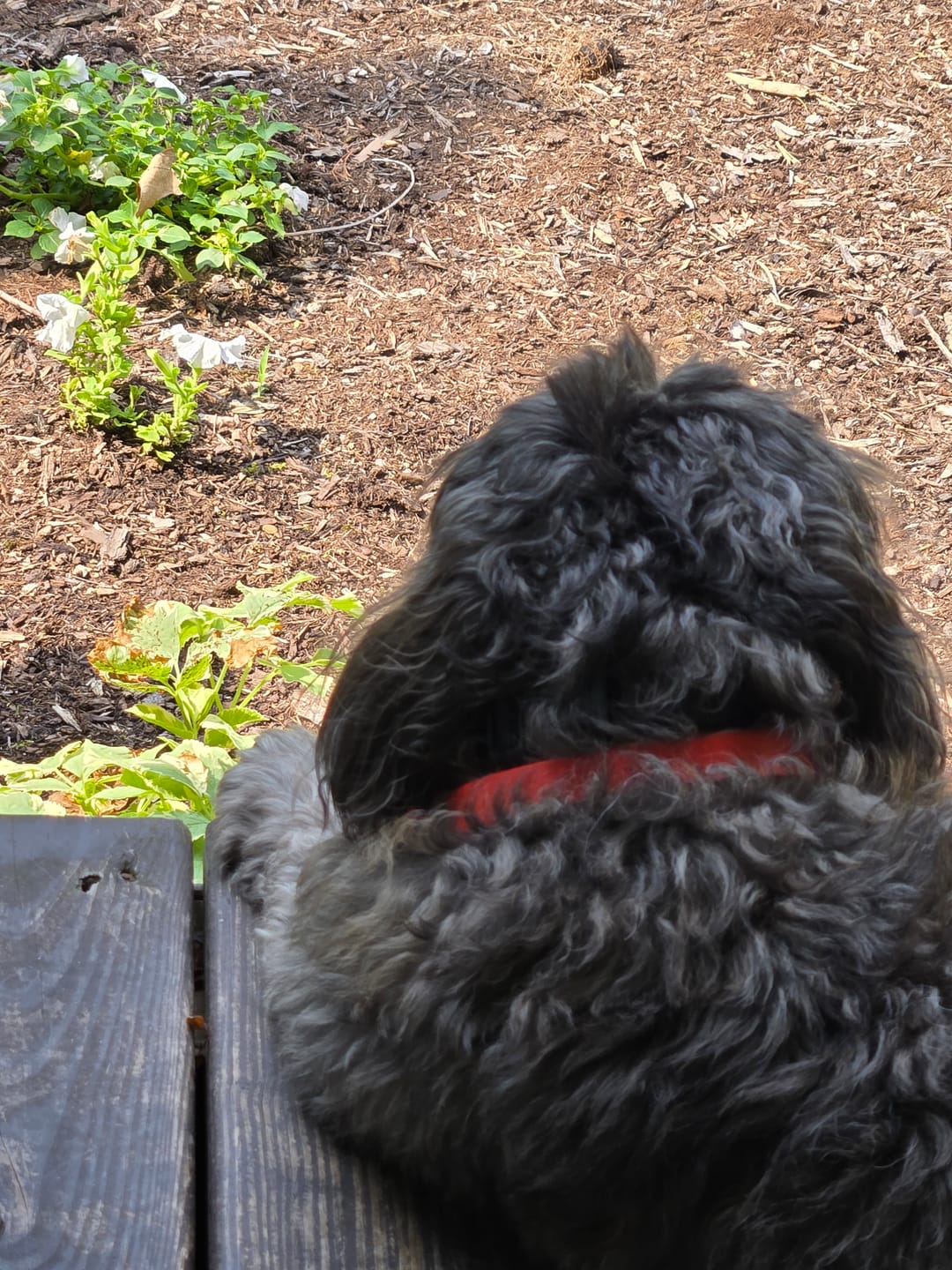 Customer photo review of FurLife™ - 8 Months All Natural Flea and Tick Collar for Dogs